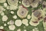 Polished Lily Pad Jasper Slab - Oregon #265631-1